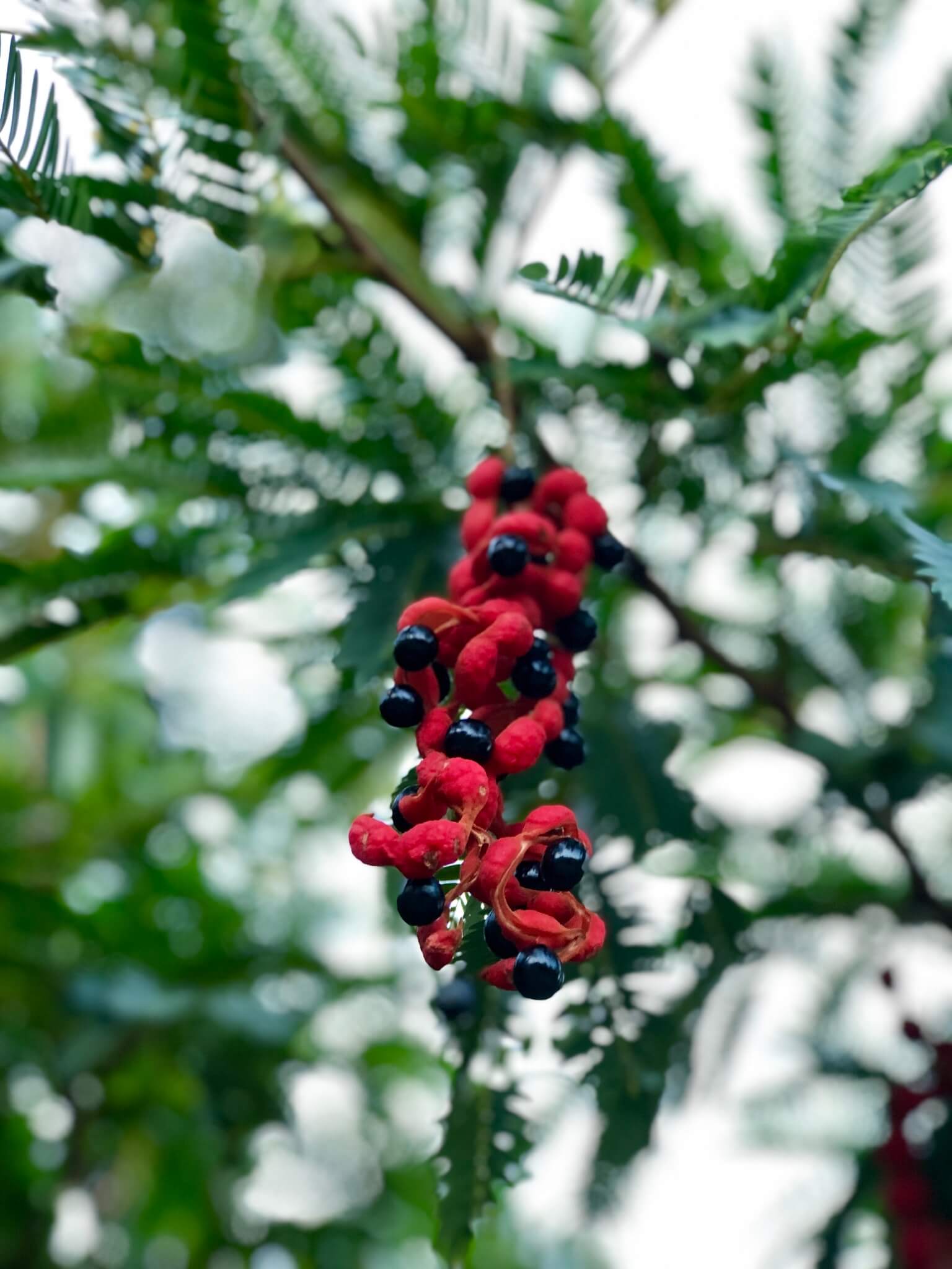 Cojoba arborea